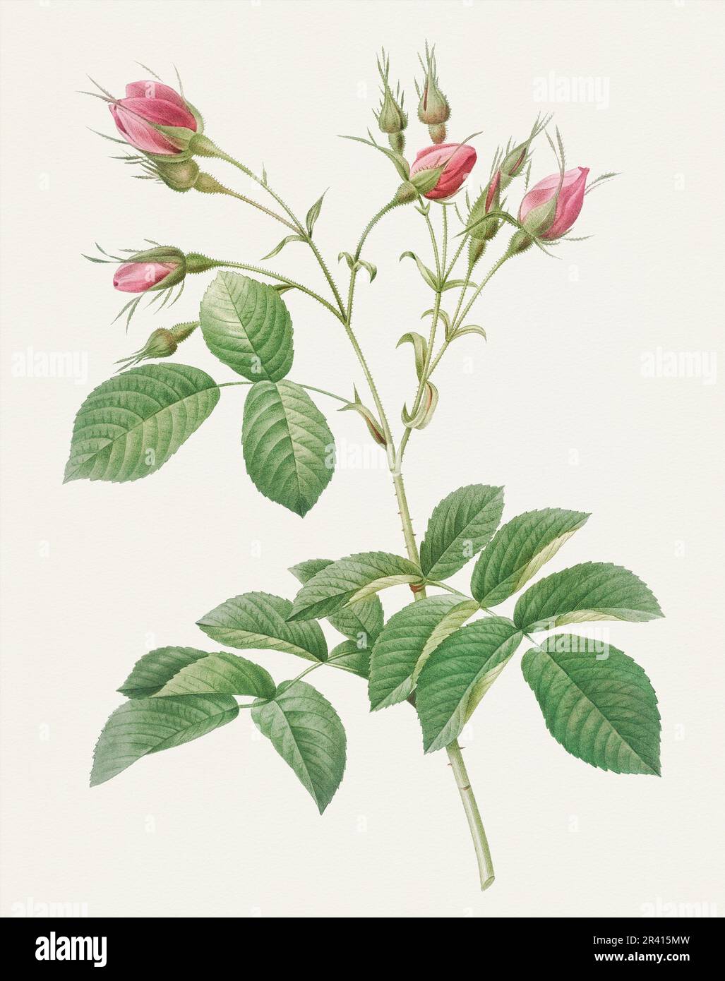 Antico fiore di rosa illustrazione. Foto Stock