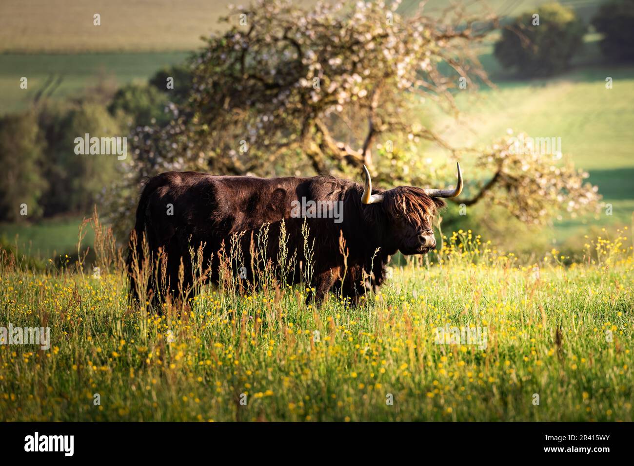 Il bestiame nero scozzese delle Highland con lunghe corna si trova sul campo nella calda luce del tramonto Foto Stock
