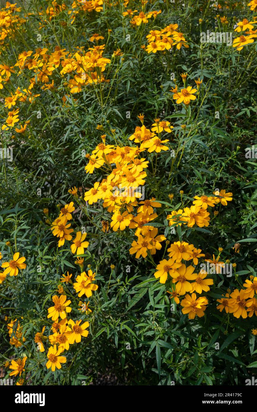 Tagetes Lemmonii fiorito sotto vetro in un giardino britannico all'inizio dell'estate. Foto Stock
