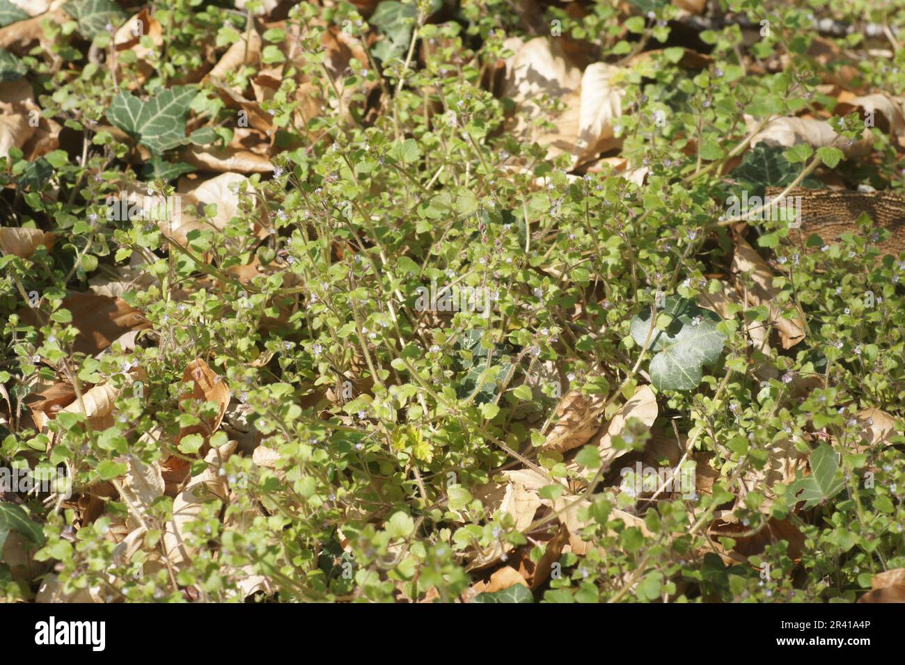 Veronica hederifolia, edera-lasciava speedwell Foto Stock