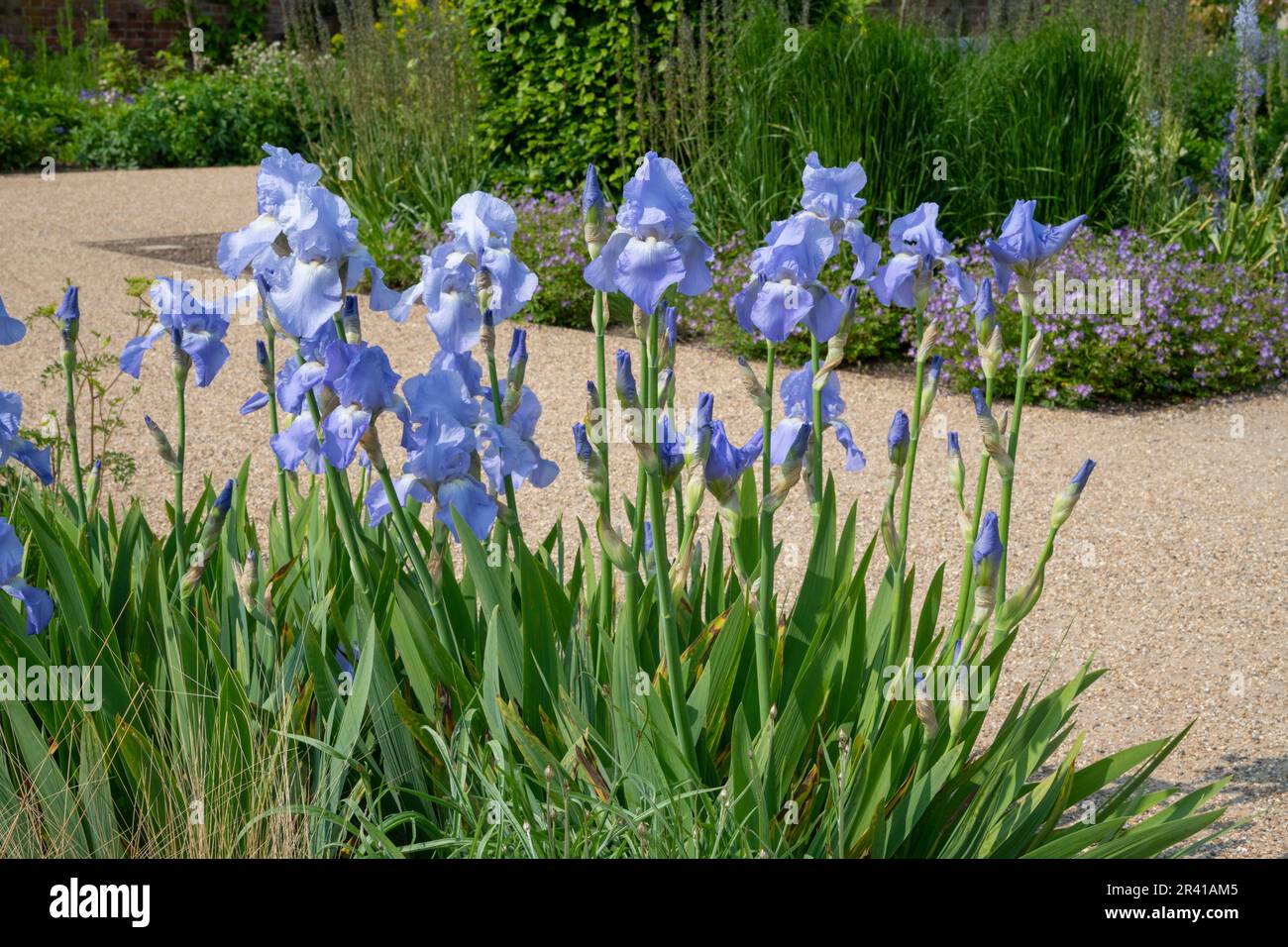 Grumo di iride pallido blu nel Giardino Paradiso a RHS Bridgewater, Greater Manchester, Inghilterra Foto Stock