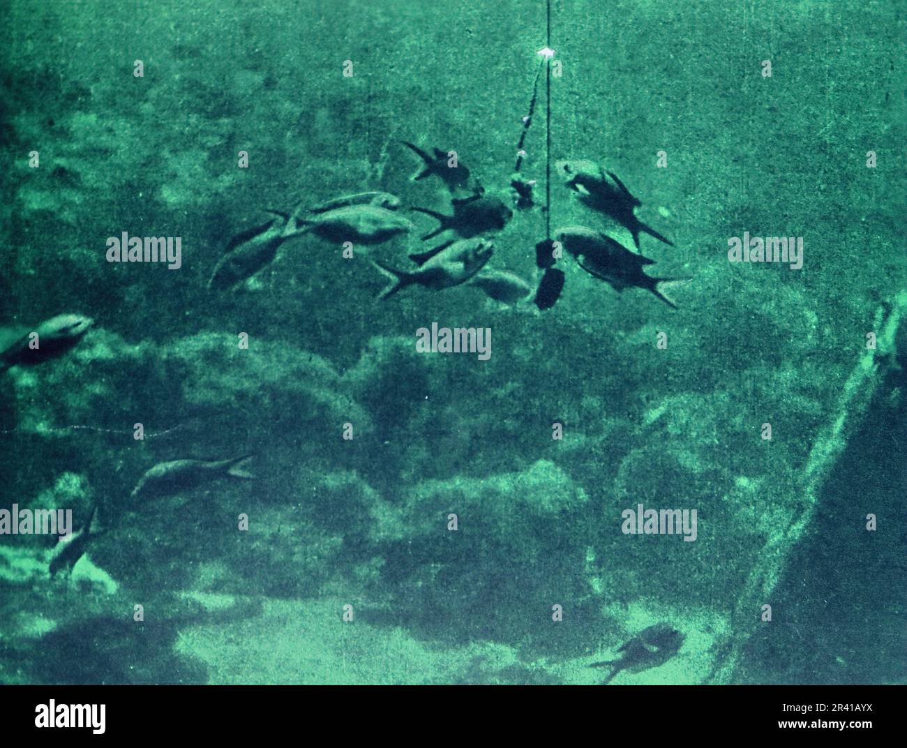 La spedizione sottomarina di Williamson del 1914 è stata la prima a rivelare alcuni dei tesori sotto la superficie dell'oceano. Grazie in gran parte a tecniche fotografiche innovative la biologia marina intorno alle Bahamas è entrata in vita. Questa foto mostra: Piccoli pesci che prendono l'esca da una linea sopra il letto dell'oceano. Foto Stock