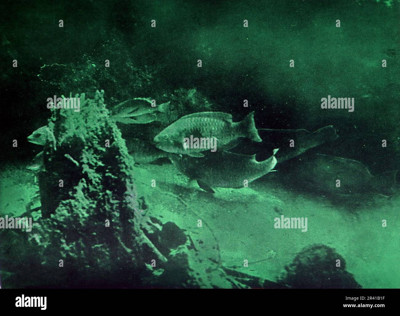 La spedizione sottomarina di Williamson del 1914 è stata la prima a rivelare alcuni dei tesori sotto la superficie dell'oceano. Grazie in gran parte a tecniche fotografiche innovative la biologia marina intorno alle Bahamas è entrata in vita. Questa foto mostra: Una grotta d'altura. Foto Stock