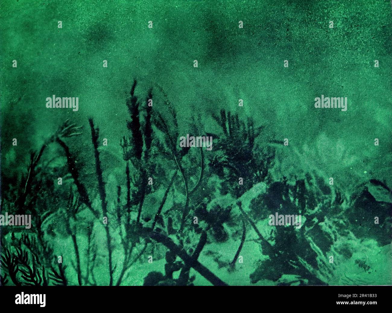La spedizione sottomarina di Williamson del 1914 è stata la prima a rivelare alcuni dei tesori sotto la superficie dell'oceano. Grazie in gran parte a tecniche fotografiche innovative la biologia marina intorno alle Bahamas è entrata in vita. Questa foto mostra: Flora di mare profondo. Foto Stock