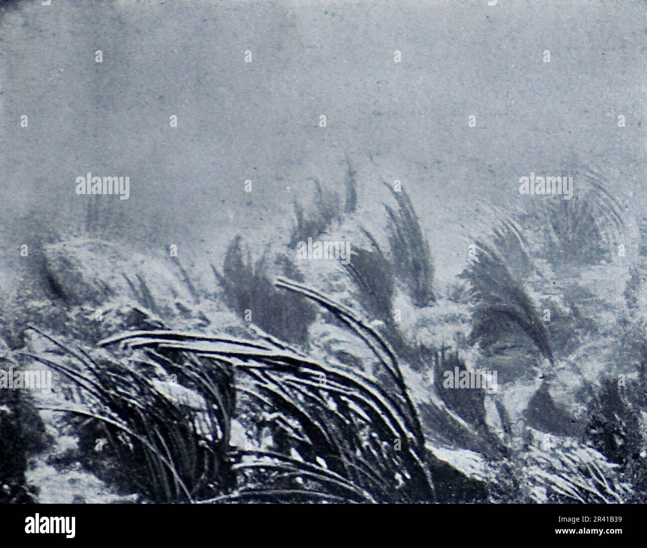 La spedizione sottomarina di Williamson del 1914 è stata la prima a rivelare alcuni dei tesori sotto la superficie dell'oceano. Grazie in gran parte a tecniche fotografiche innovative la biologia marina intorno alle Bahamas è entrata in vita. Questa foto mostra: Felci di mare che si piegano nella direzione delle correnti oceaniche. Foto Stock