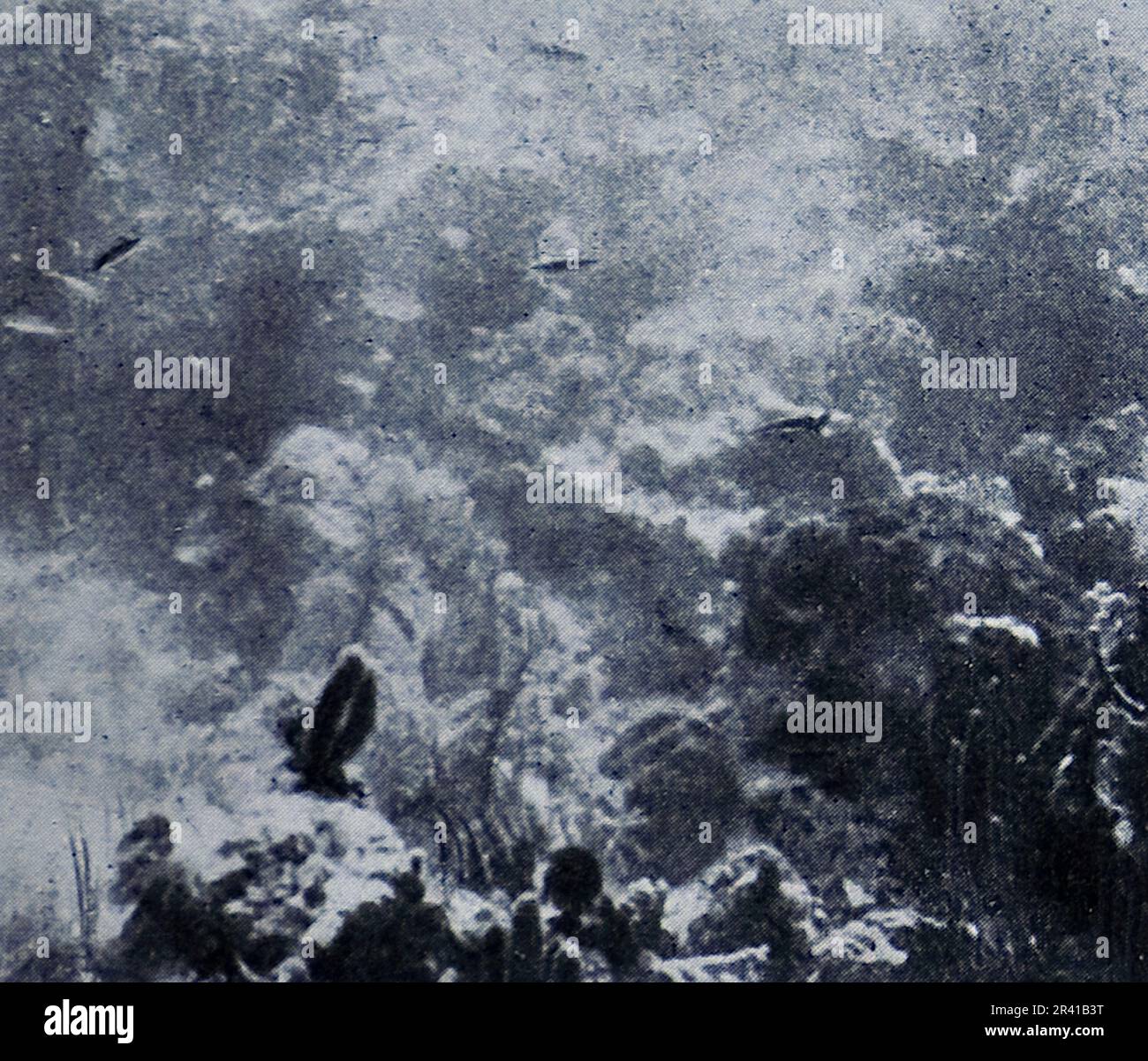 La spedizione sottomarina di Williamson del 1914 è stata la prima a rivelare alcuni dei tesori sotto la superficie dell'oceano. Grazie in gran parte a tecniche fotografiche innovative la biologia marina intorno alle Bahamas è entrata in vita. Questa foto mostra: Uno scorcio di vita in fondo all'oceano. Foto Stock