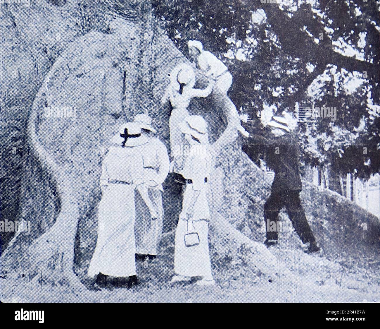 La spedizione sottomarina di Williamson del 1914 è stata la prima a rivelare alcuni dei tesori sotto la superficie dell'oceano. Grazie in gran parte a tecniche fotografiche innovative la biologia marina intorno alle Bahamas è entrata in vita. Questa foto mostra: Un esempio delle enormi radici dell'albero di seta-cotone. Foto Stock