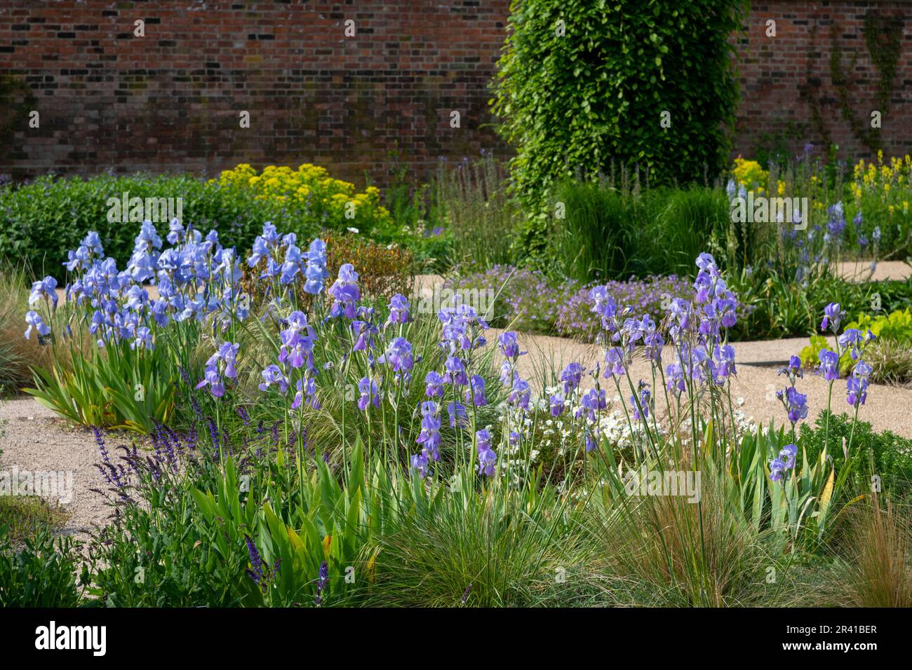Iride con beared blu pallido nel giardino paradisiaco a RHS Bridgewater, Greater Manchester, Inghilterra Foto Stock
