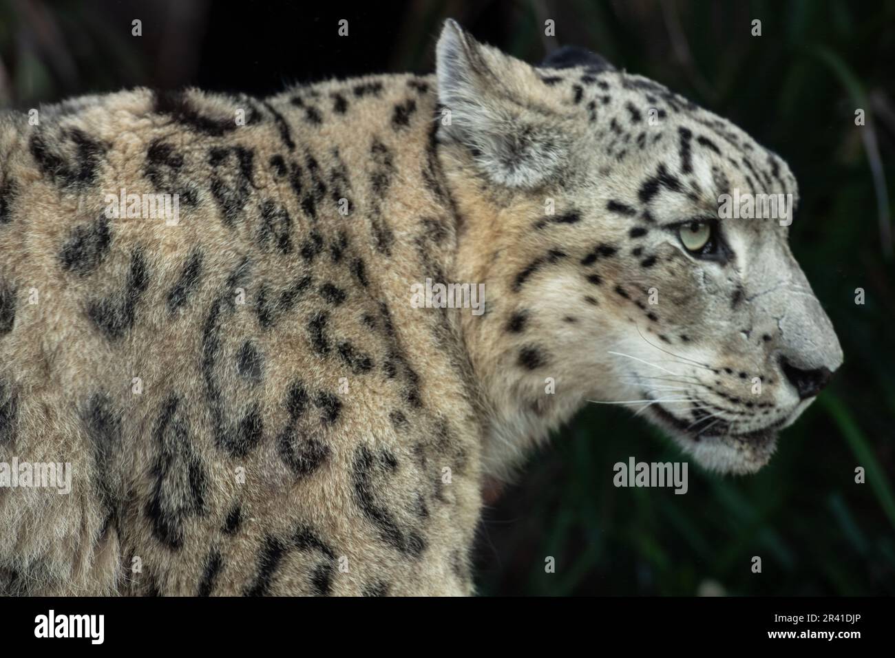 leopardo delle nevi, Panthera uncia, Felidae, Ménagerie (Zoológico) del Jardín de las Plantas, Parigi, Francia Foto Stock