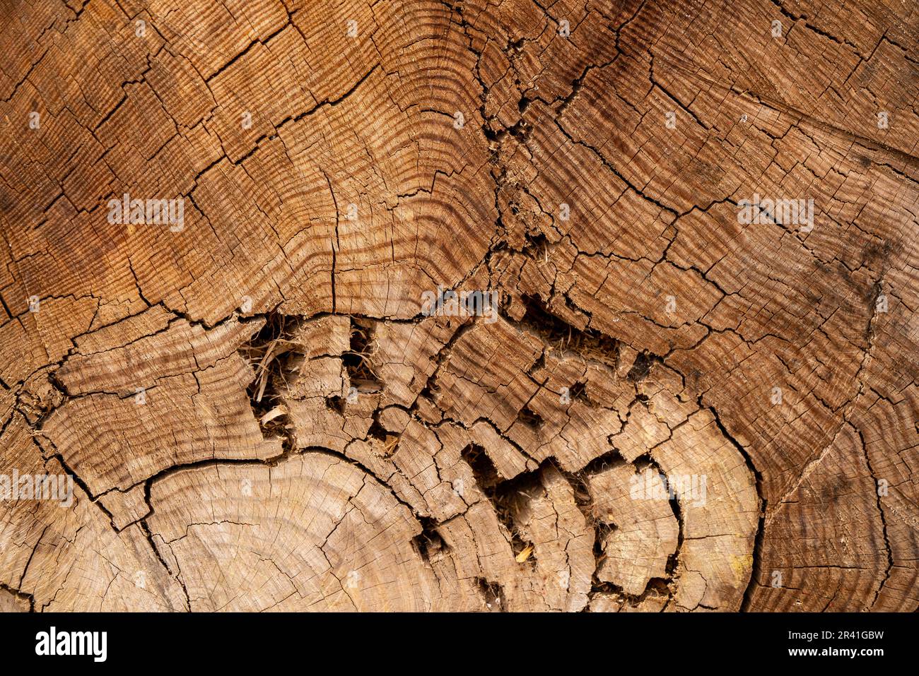 Una vista dall'interno di un albero abbattuto. un modello di moncone ad albero. Struttura di legno. Foto Stock