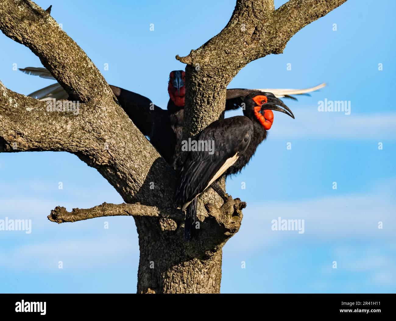 Una coppia Southern Ground-Hornbill (Bucorvus leadbeateri) arroccato su un albero. Kenya, Africa. Foto Stock