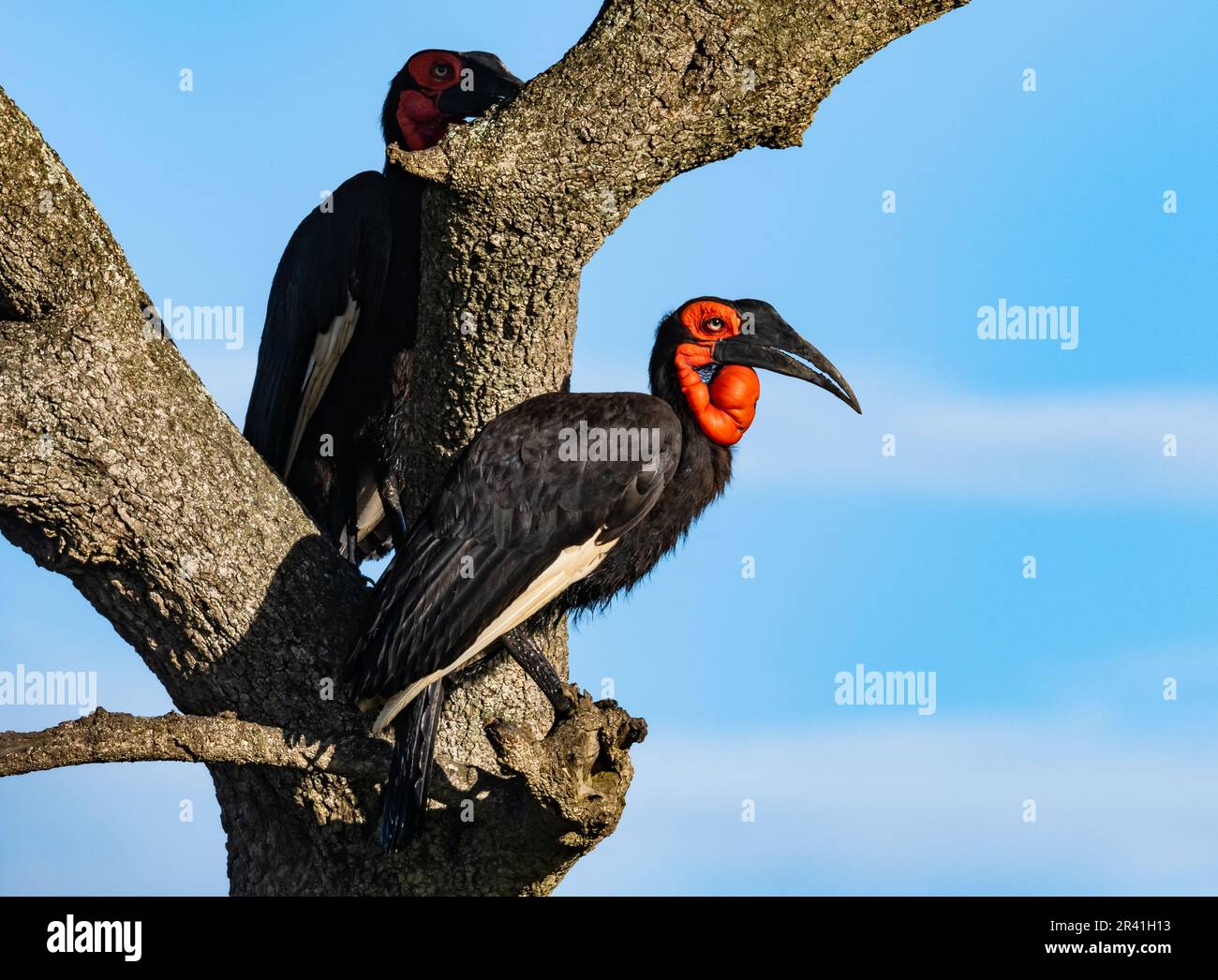 Una coppia Southern Ground-Hornbill (Bucorvus leadbeateri) arroccato su un albero. Kenya, Africa. Foto Stock