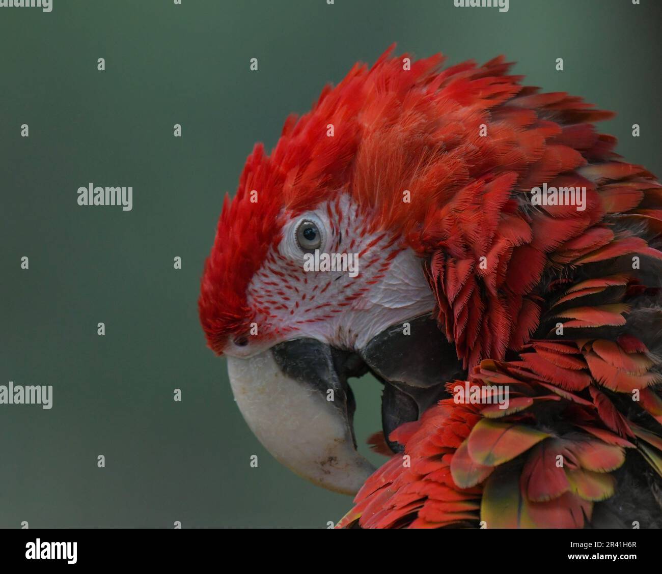 Scarlatto macaw pappagallo primo piano ritratto in uno zoo Foto Stock