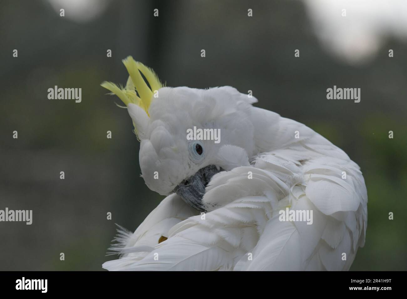 Cockatoo bianco isolato preso in giardino di uccelli fourways Foto Stock