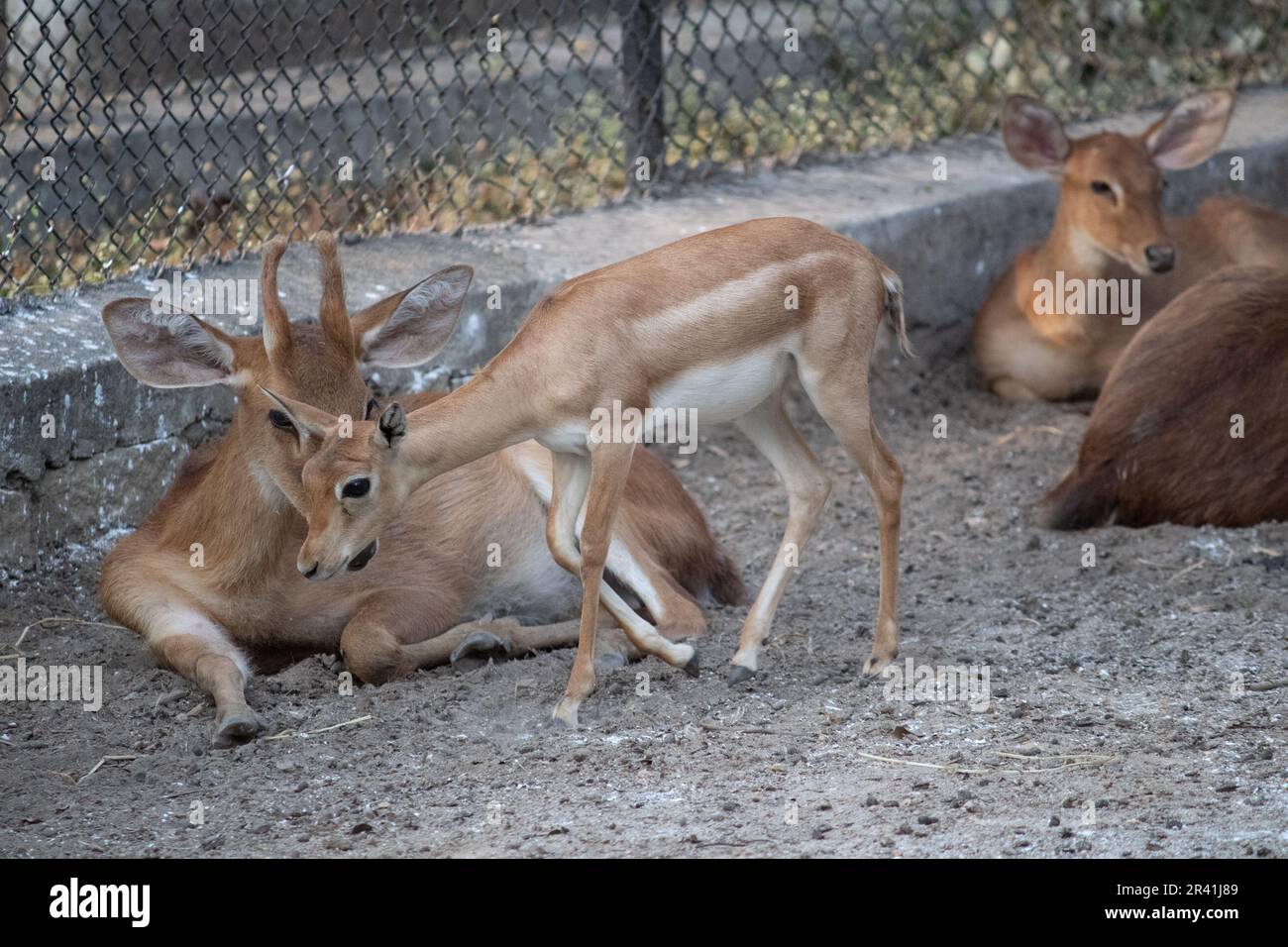 Cervi al parco nazionale di Bannerghatta Bangalore che corrono nello zoo. foresta Riserva Naturale santuari in Karnataka India Foto Stock