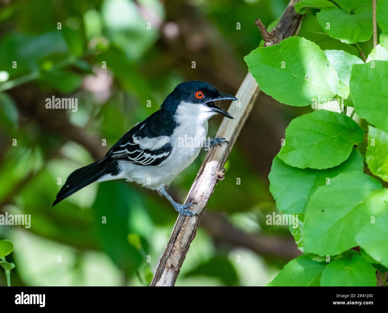 Un Puffback nero (Dryoscopus cubla) che canta su un ramo. Kenya, Africa. Foto Stock