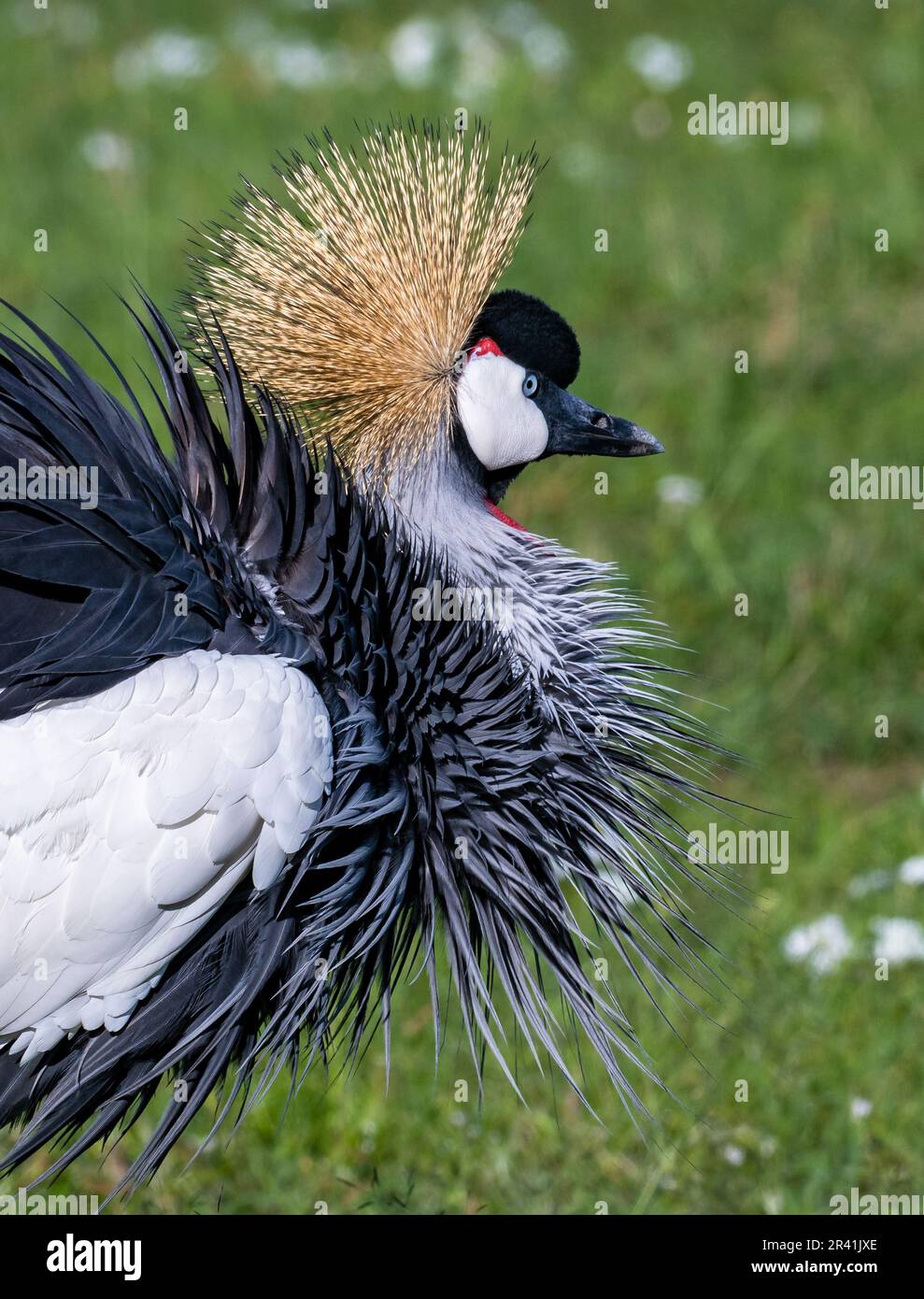 Una Gray Crowned-Crane (Balearica regulorum) che foraging su prato verde. Kenya, Africa. Foto Stock