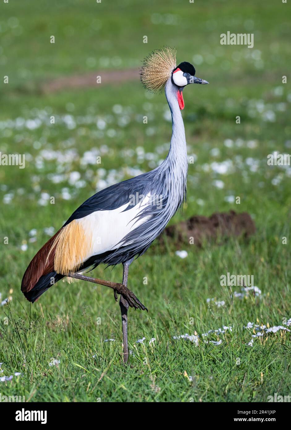 Una Gray Crowned-Crane (Balearica regulorum) che foraging su prato verde. Kenya, Africa. Foto Stock