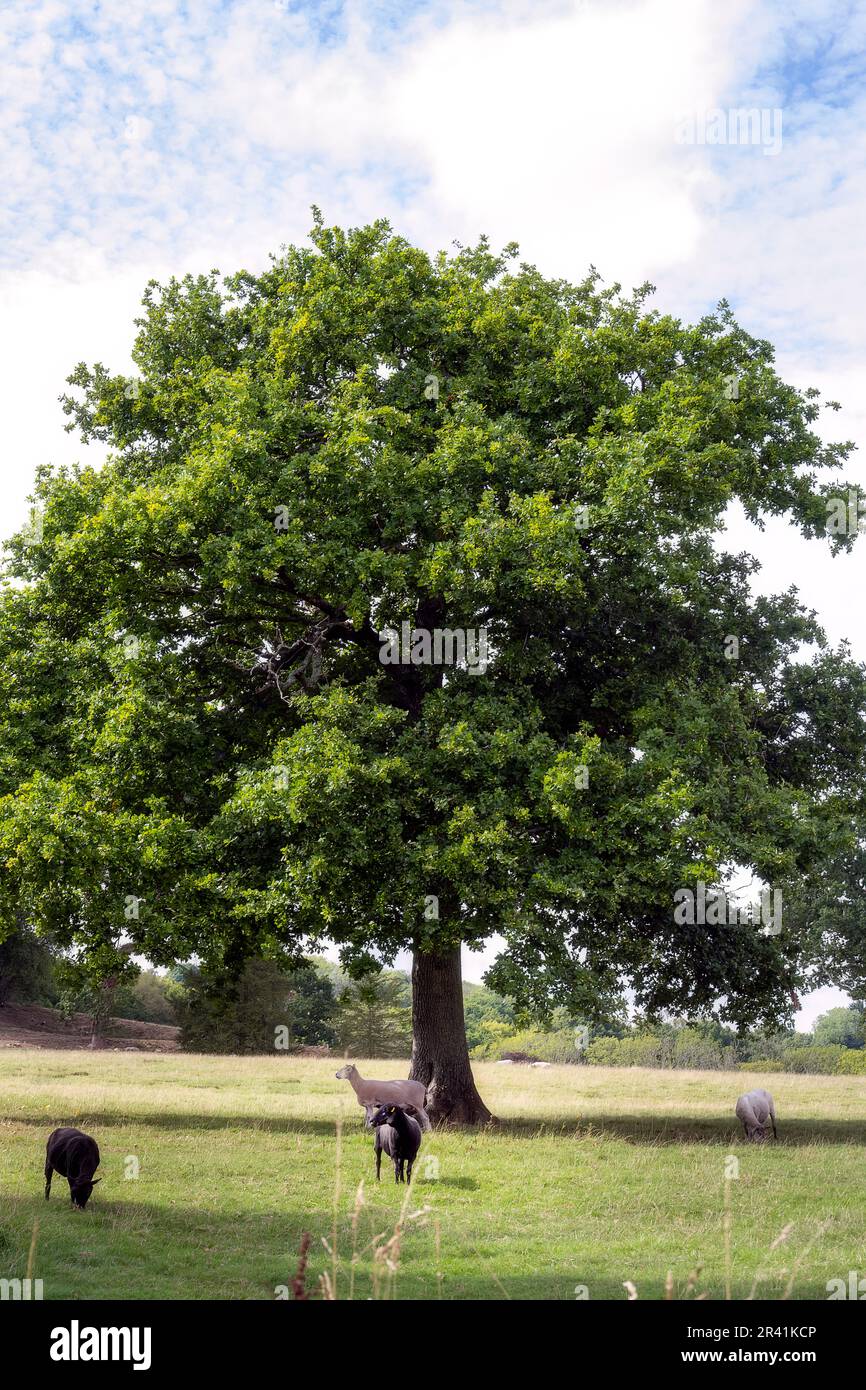 Storno pecora sotto un albero di quercia in estate Foto Stock