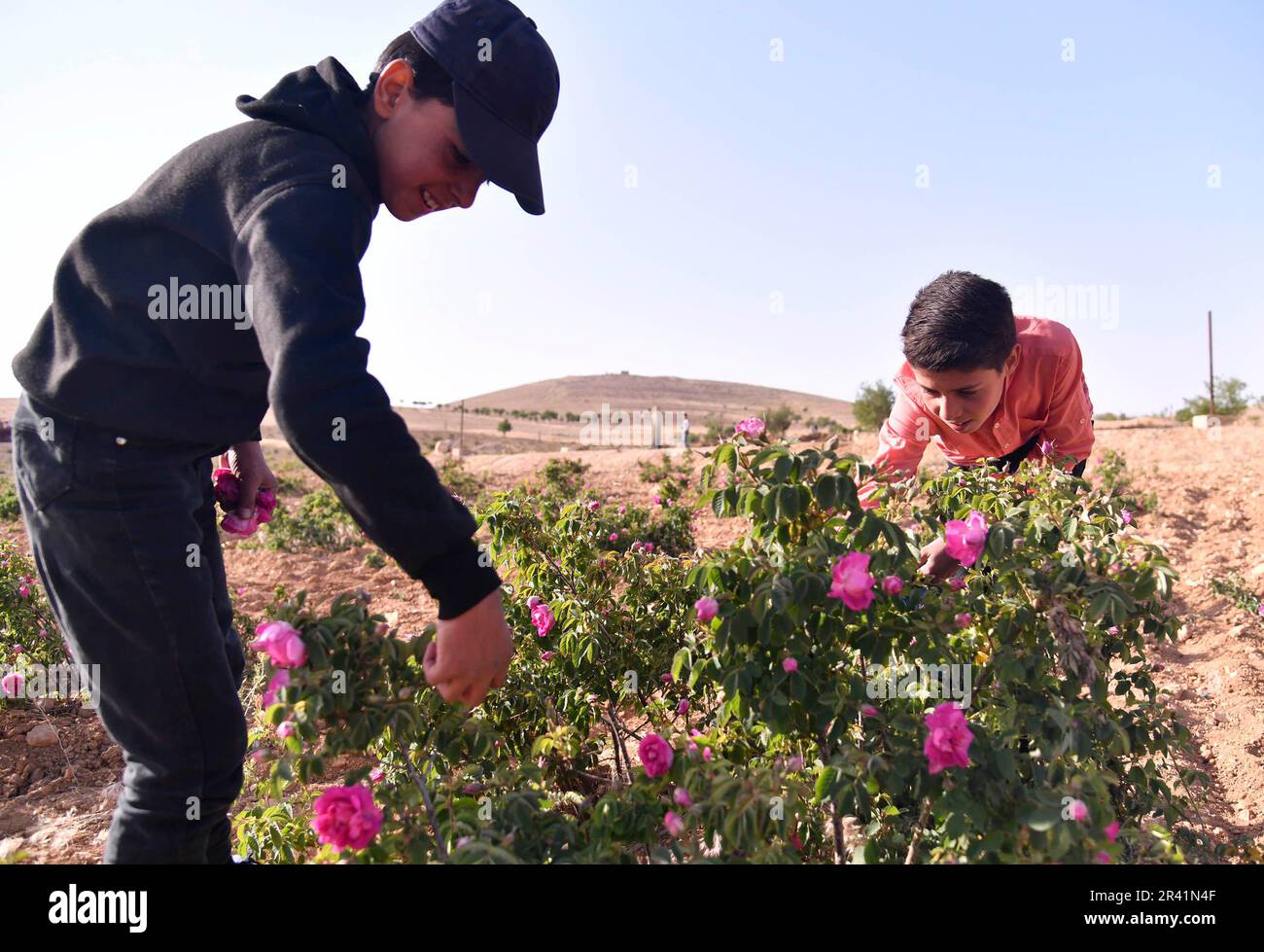 Damasco, Siria. 25th maggio, 2023. I bambini siriani partecipano al processo di raccolta della famosa Rosa di Damasco nella città di al-Marah, a nord della capitale Damasco, Siria, il 25 maggio 2023. Credit: Ammar Safarjalani/Xinhua/Alamy Live News Foto Stock