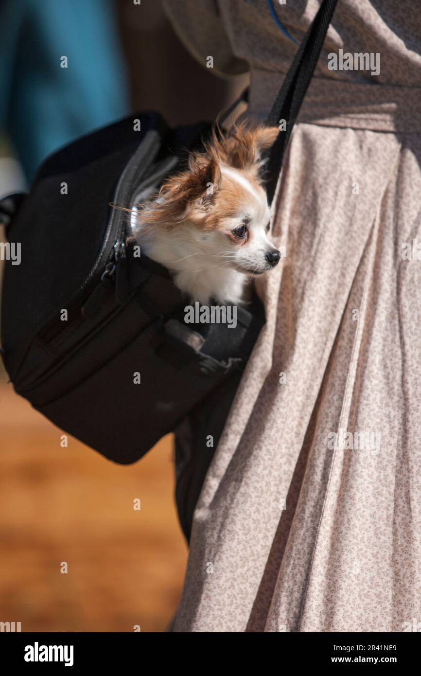 Chihuahua in una borsa Foto stock - Alamy