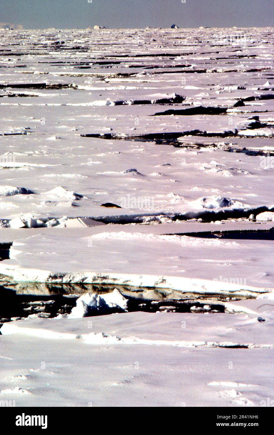 Grahamland Antartide 1972 confezione di ghiaccio per quanto l'occhio può vedere e una foca marrone solitario durante l'annuale indagine idrografica dell'Antartico da parte di HMS Endurance contro il cielo nuvoloso Foto Stock