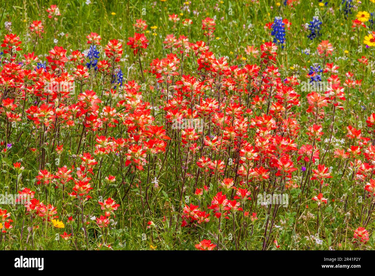 Campi di Bluebonnet del Texas (Lupinus texensis), Pittbrush indiano (Castilleja individa), e fiori selvatici di Coreopsis all'Old Baylor College Park. Foto Stock