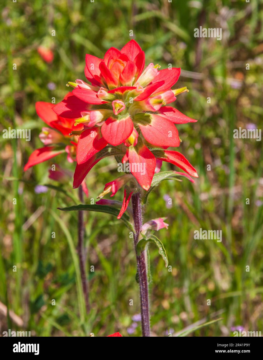 Pennello indiano, Castilleja indivisa, fiori selvatici lungo le strade fattoria-mercato nel Texas sudorientale. Foto Stock