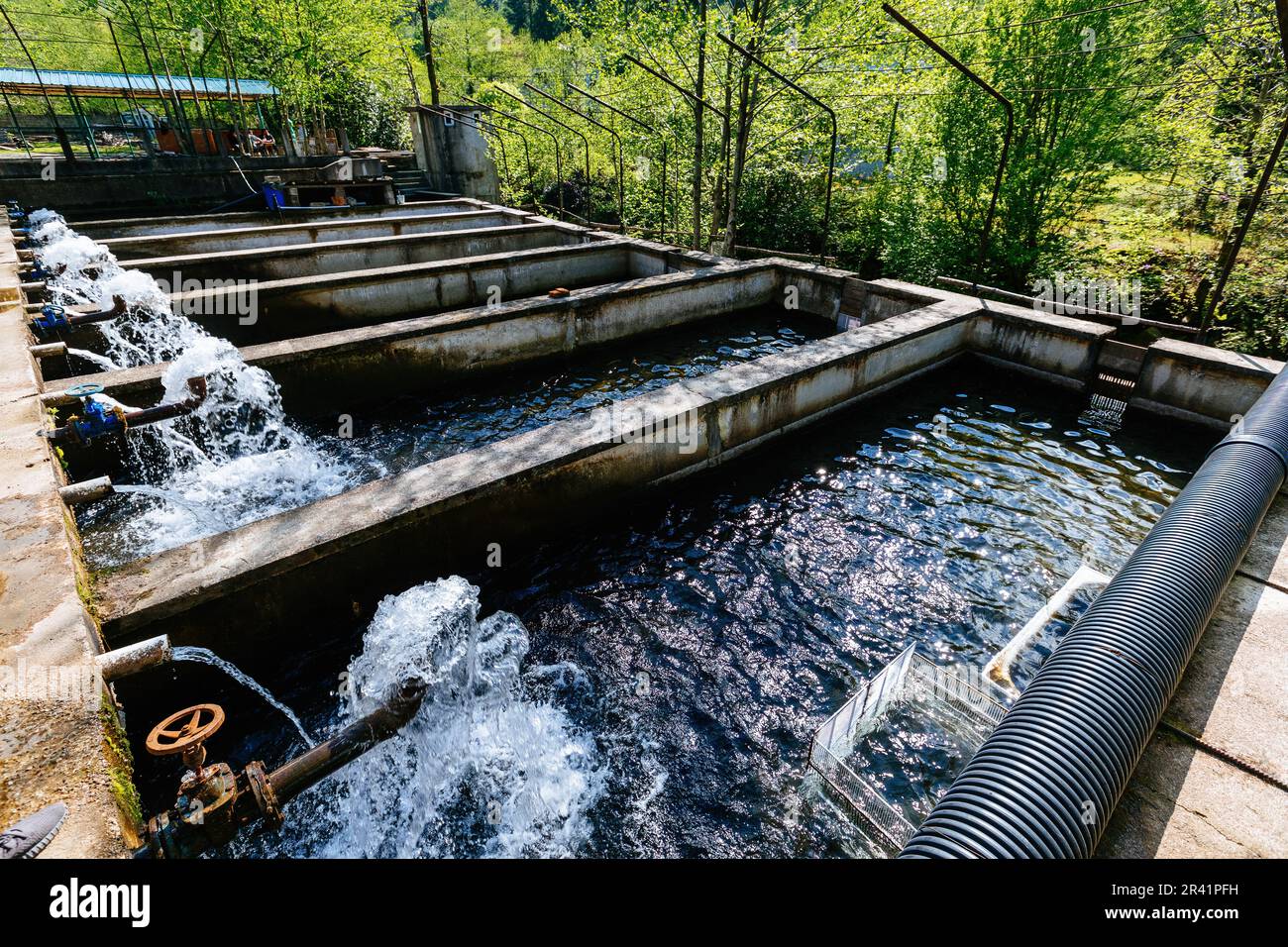 Allevamento di trote in piscine in fattoria di pesce. Foto Stock