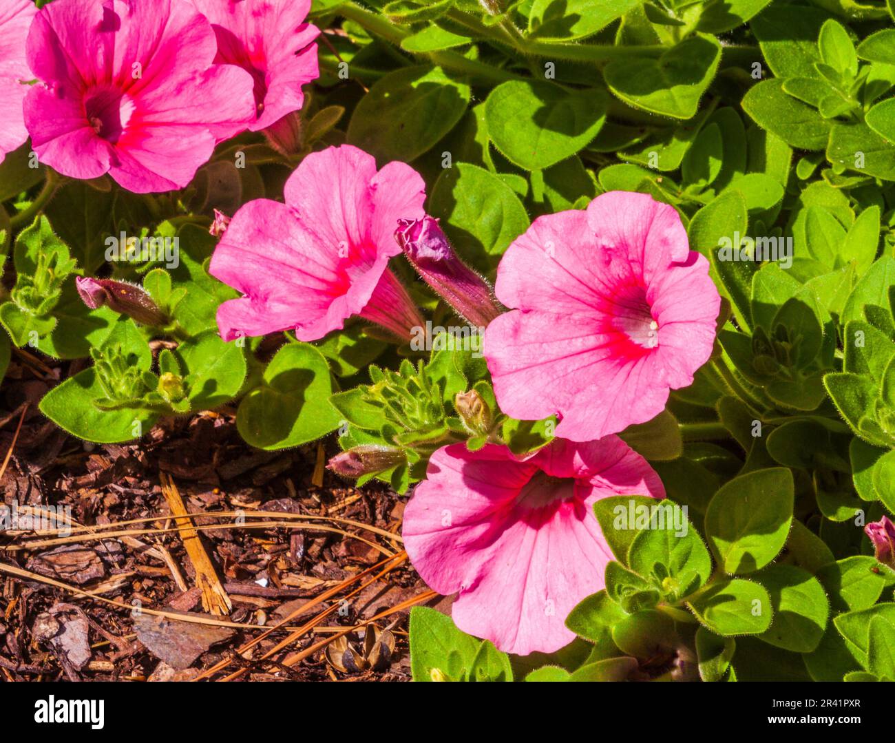 Petunia, Petunia x hybrid 'RAMBLIN PEACH GLO', al Mercer Arboretum e Giardini Botanici a Humble, Texas. Foto Stock
