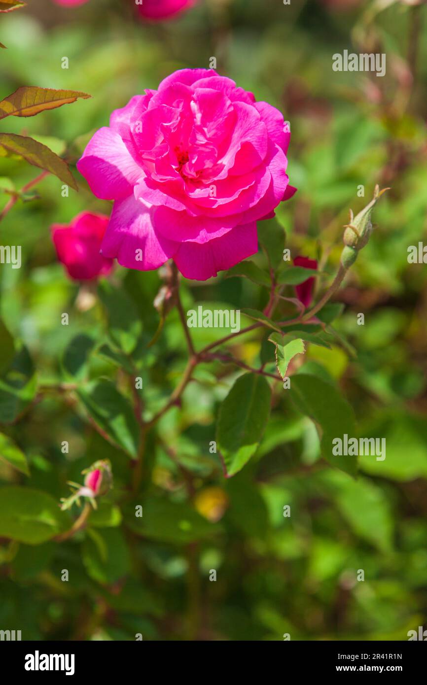 Rose, Rosa 'VINCENT GODSIFF', presso gli antichi Rose Emporium Gardens vicino a Indpendence, Texas. Si tratta di una rosa antica, chiamata "Rosa del mistero delle Bermuda". Foto Stock