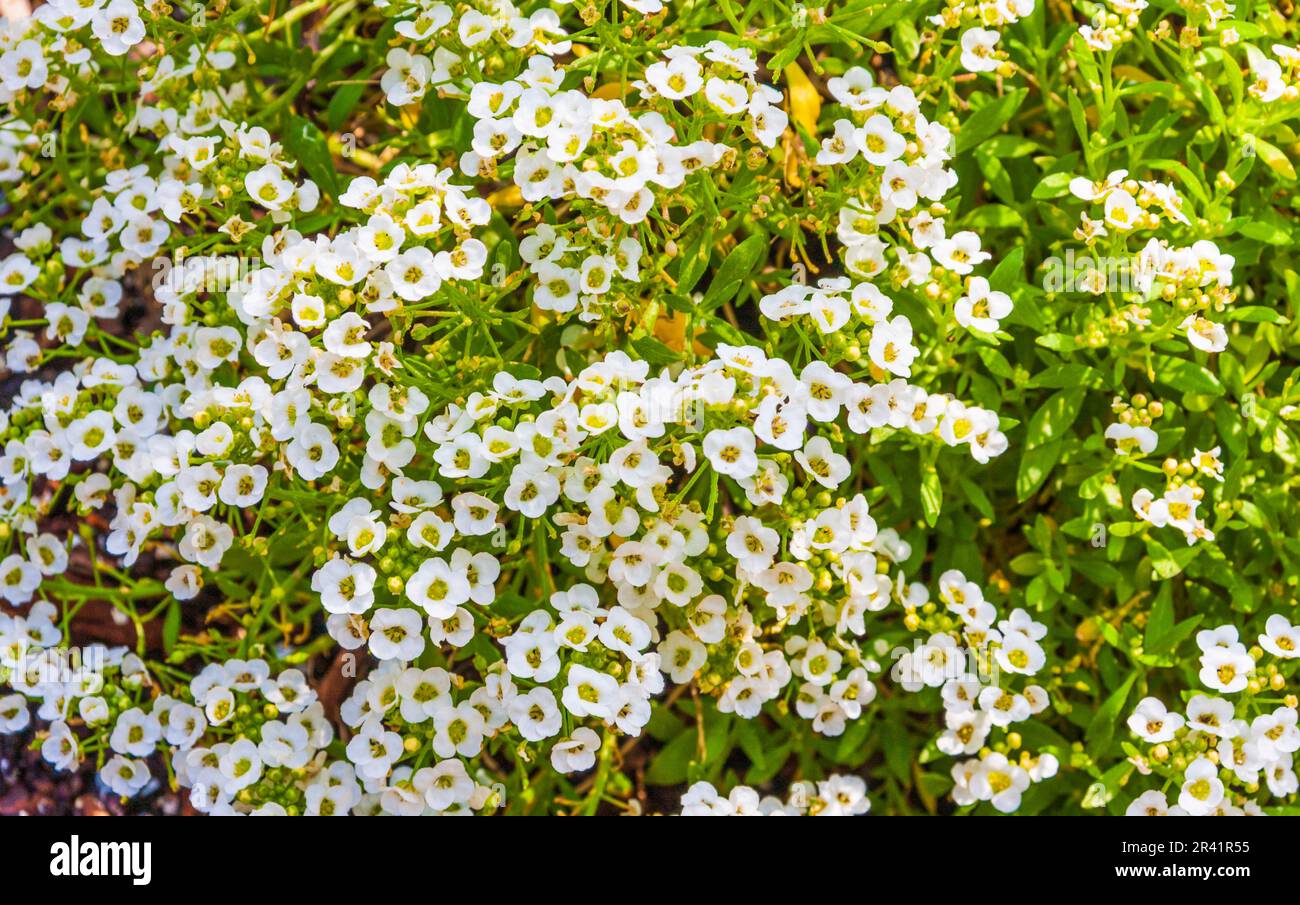 Sweet Alyssum, Lobularia maritima 'cristalli di neve', al Mercer Arboretum in primavera, Texas. Foto Stock