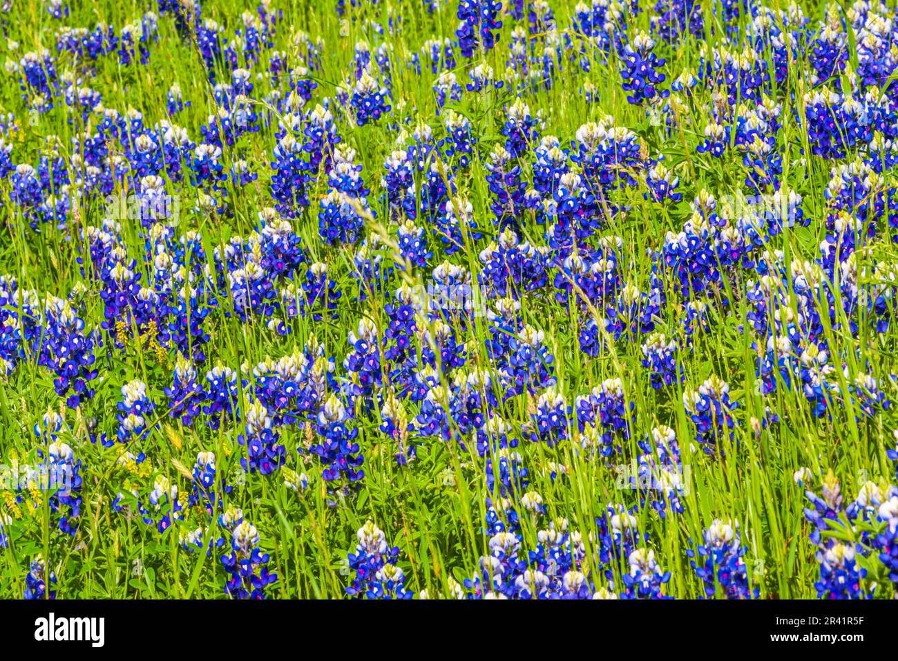 Texas Bluebonnet, Lupinus texensis, fiorendo lungo la Texas Highway 362, vicino a Whitehall, Texas. Foto Stock