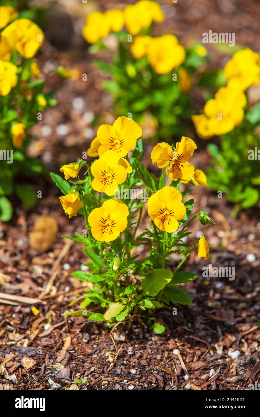 Viola, SORBETTO GIALLO DELIZIA, Viola cornula 'SORBETTO GIALLO DELIZIA', al Mercer Arboretum e Giardini Botanici in primavera, Texas. Foto Stock