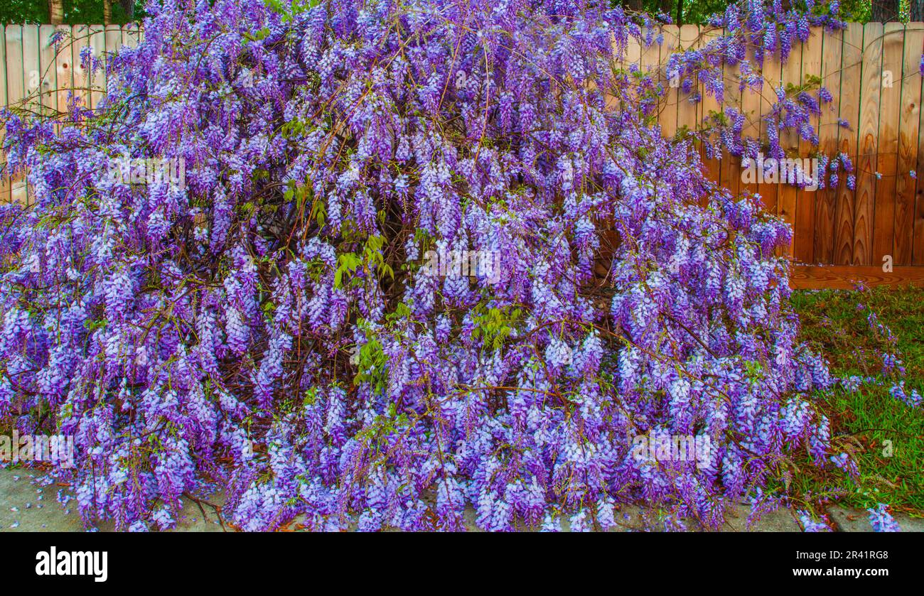 Glicine, Wisteria sp., lungo una recinzione in un quartiere di Spring, Texas. Il wisteria è un genere di piante della famiglia delle Fabaceae, appartenente alla famiglia delle Clostridiaceae. Foto Stock