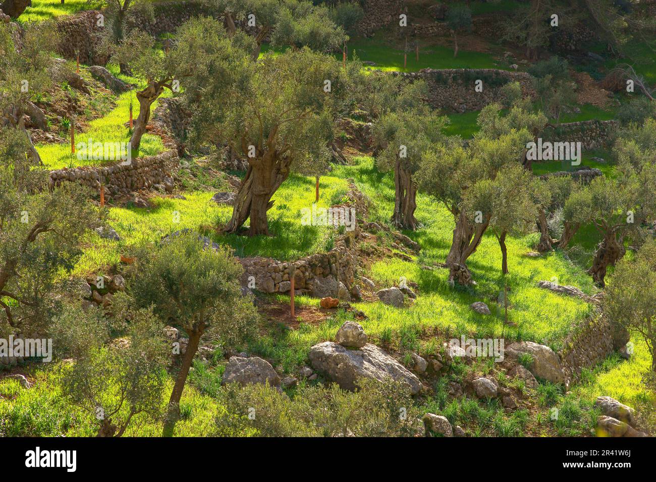 Olivar de SA Serra de Son Moragues. Valldemossa.Tramuntana.Mallorca.Baleares .EspaÃ±a. Foto Stock