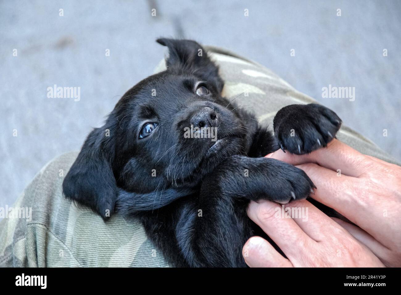 Black Labrador Puppy che gioca con la mano umana, espressione gioiosa Foto Stock