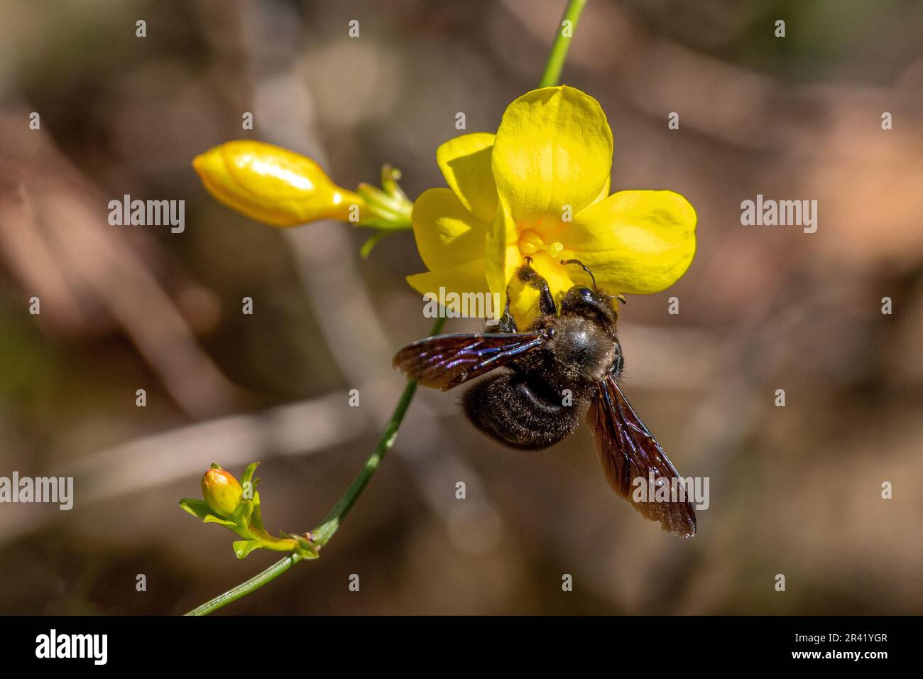 Carpenter Bee Fiore giallo impollinante in habitat naturale Foto Stock