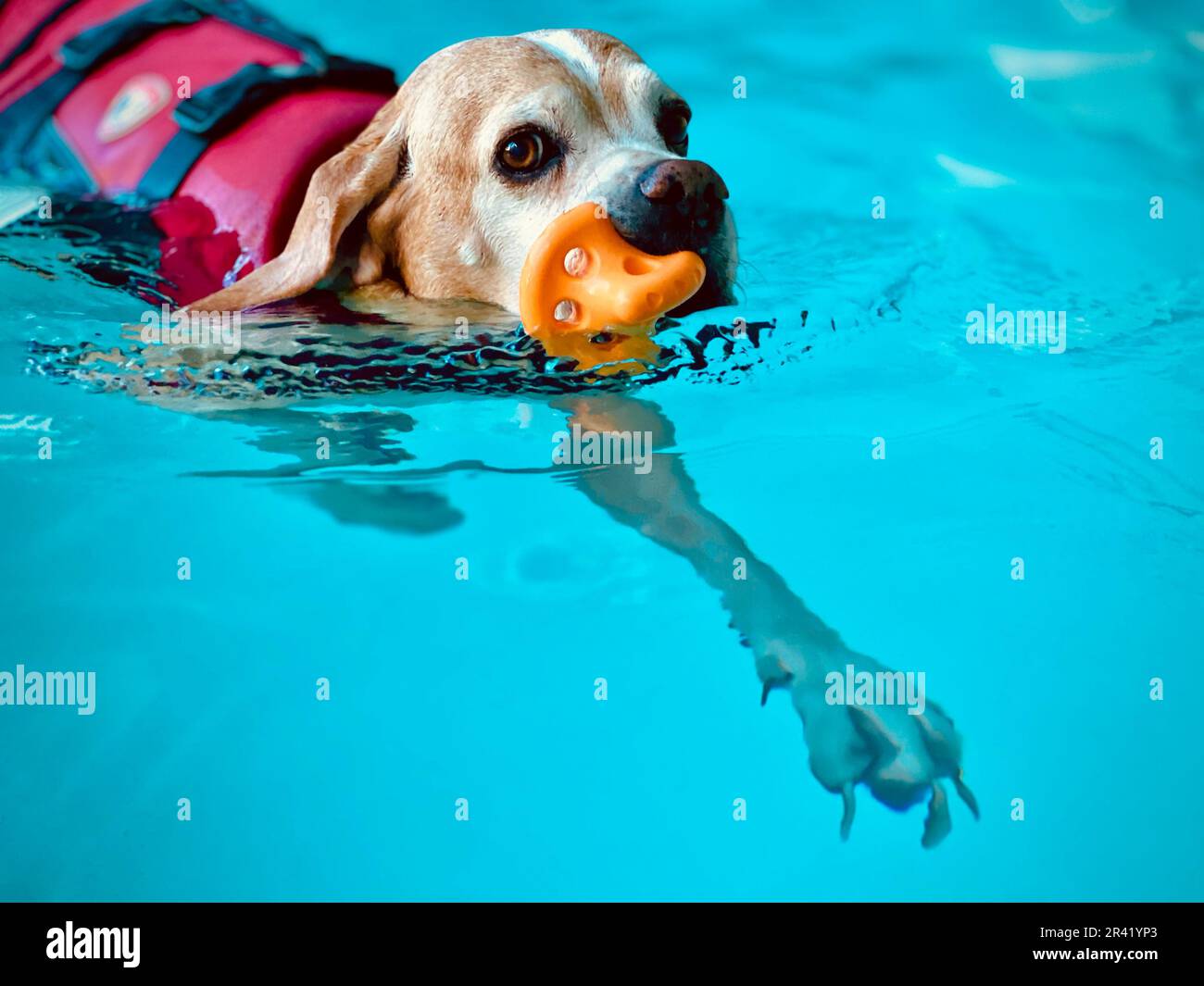 Cane in piscina. Idroterapia. Cane anziano Foto Stock