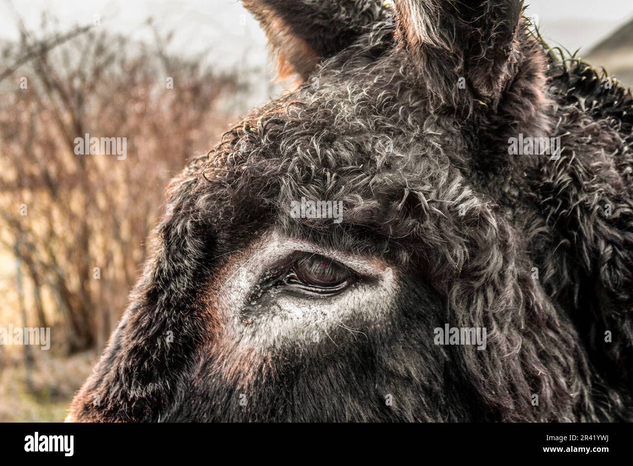 Primo piano di un soffice Donkey's Eye in un ambiente rurale Foto Stock
