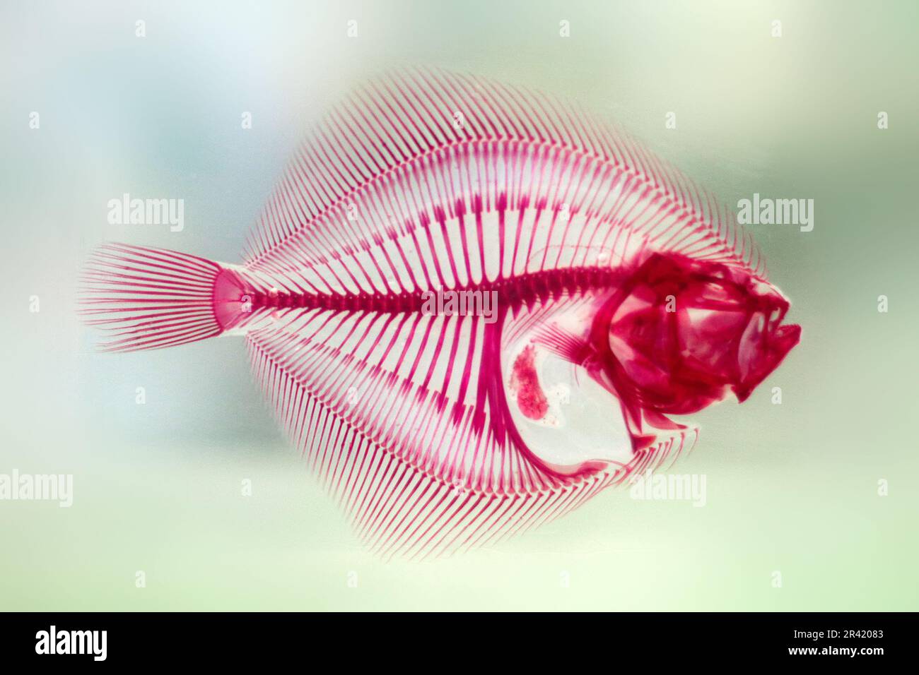 Scheletro colorato rosa e viola per pesci in esposizione scientifica Foto Stock