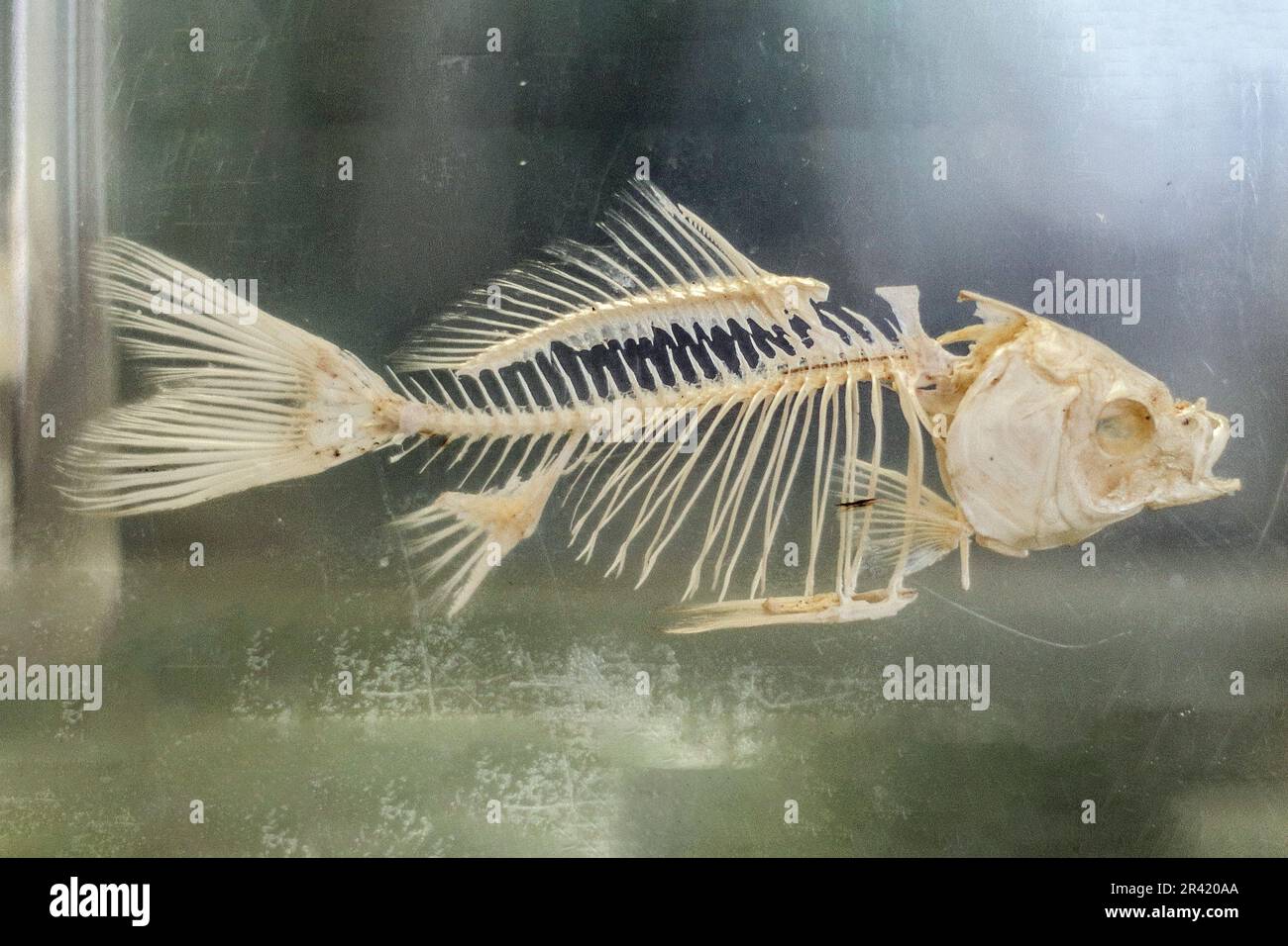 Scheletro di pesce conservato esposto nel museo Foto Stock