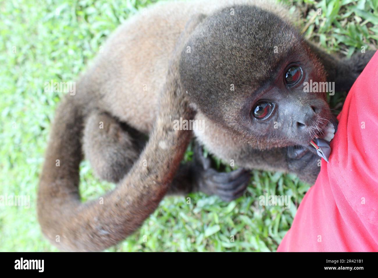 adorabile scimmia giovanile Foto Stock