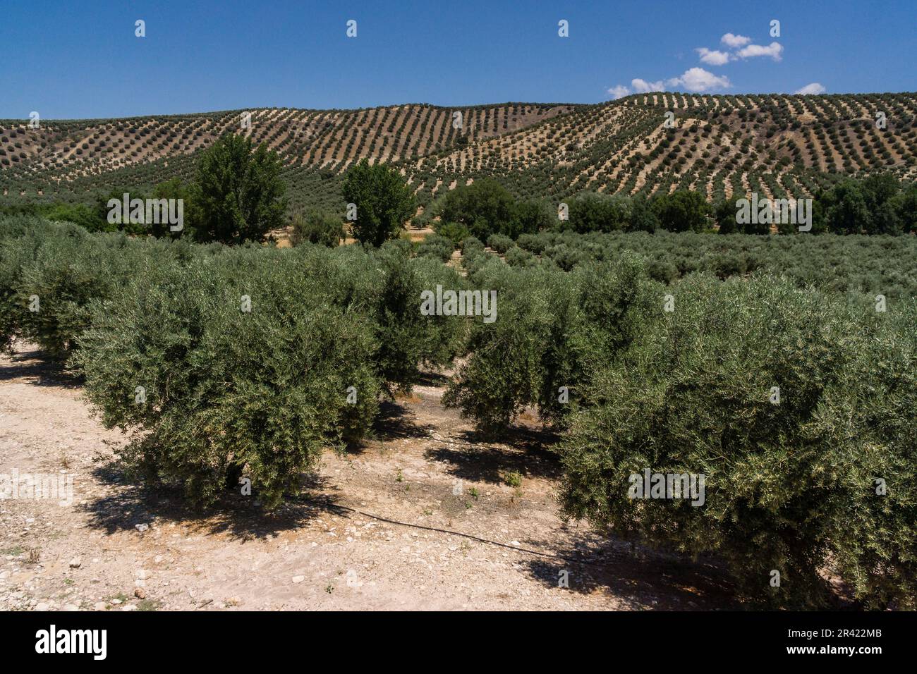 Olivos, Iznatoraf, Loma de Ubeda, provincia de Jaén en la comarca de las Villas, Spagna, Europa. Foto Stock