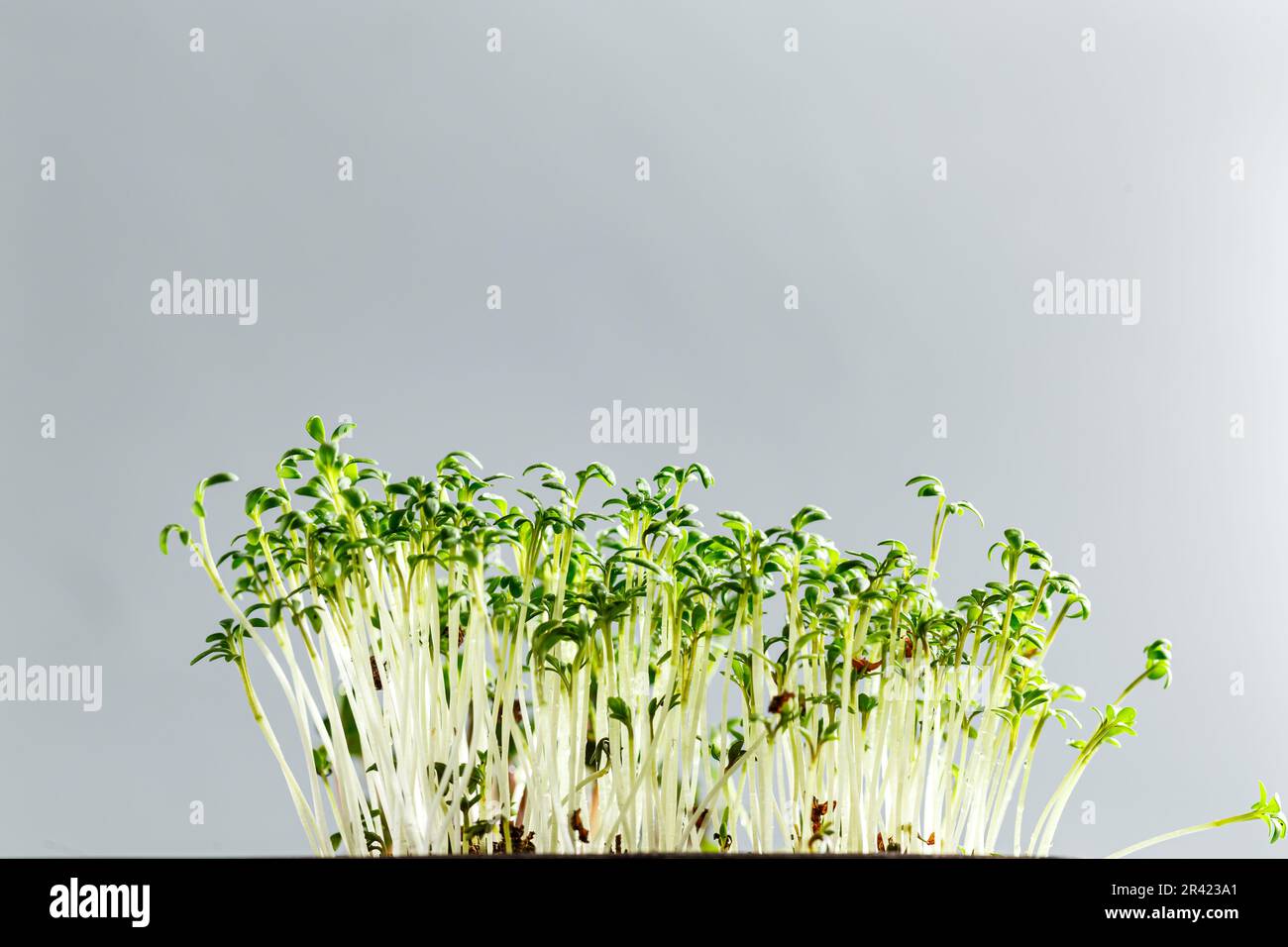 Diversi tipi di microgreens Foto Stock