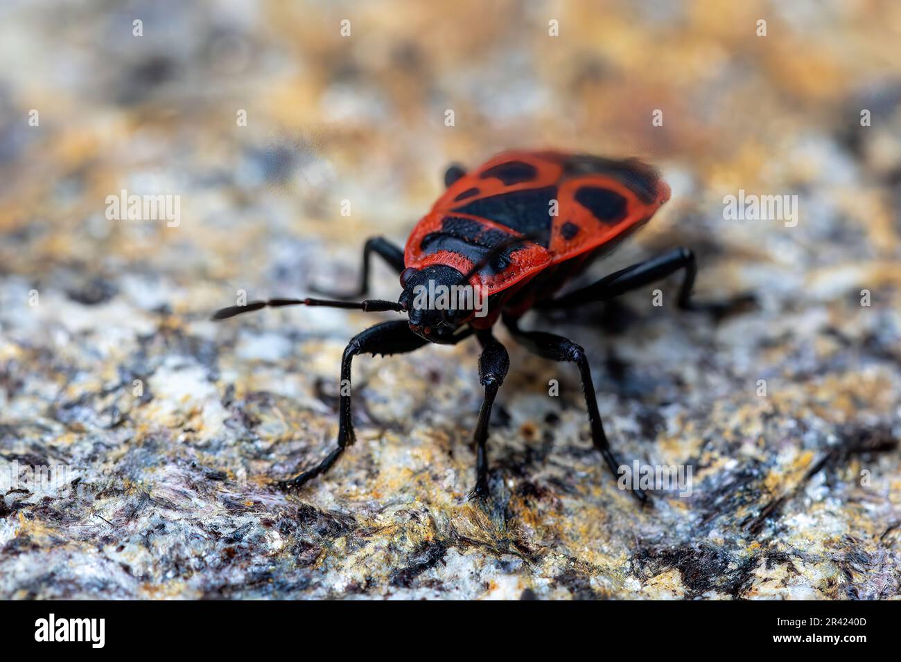 La pirrhocoris apterus è un insetto comune della famiglia dei pirrhocoridae Foto Stock