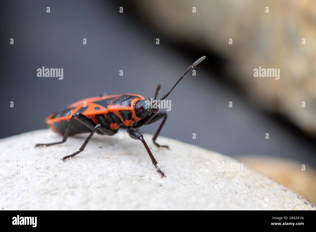 La pirrhocoris apterus è un insetto comune della famiglia dei pirrhocoridae Foto Stock