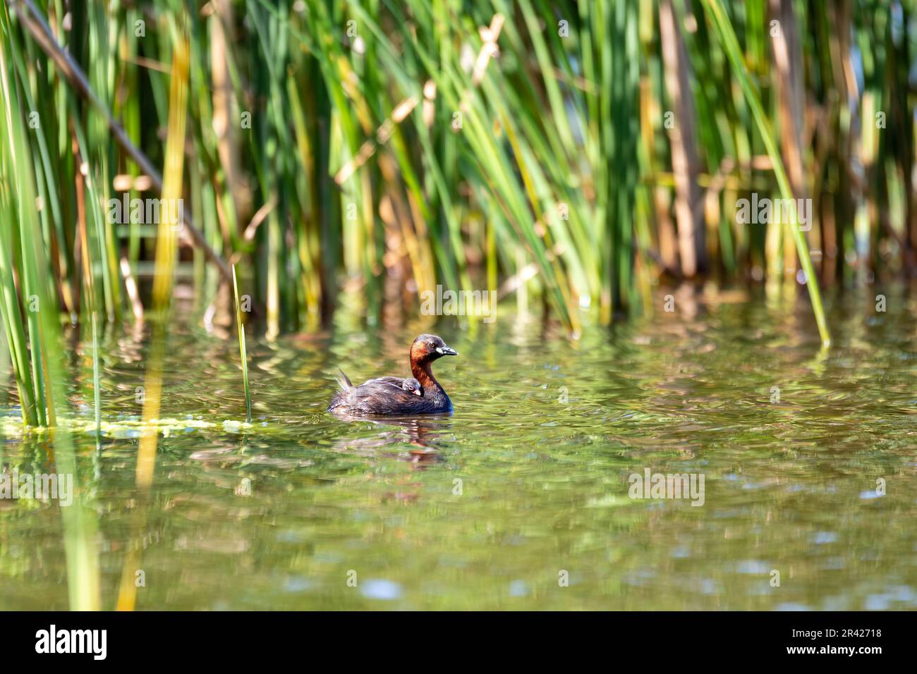 Uccello d'acqua piccolo Grebe, Tachybaptus ruficollis Foto Stock