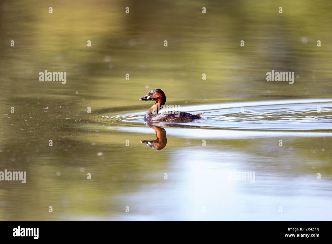 Uccello d'acqua piccolo Grebe, Tachybaptus ruficollis Foto Stock