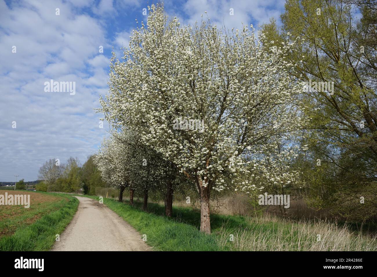 Pyrus pyraster, selvatico europeo pera Foto Stock
